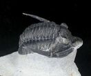 Diademaproetus Trilobite With Free Standing Genals #20746-5